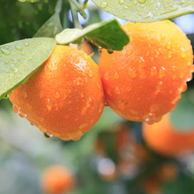 柑橘害虫绿色防控技术方案