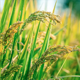 水稻绿色防控技术方案