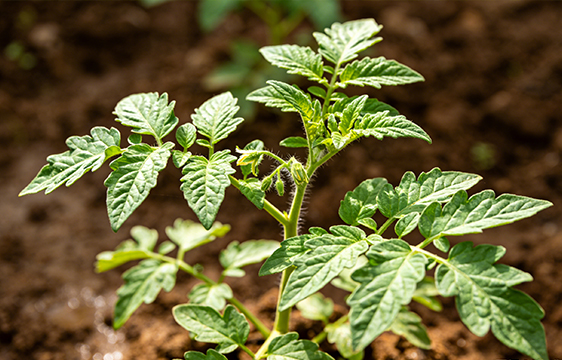 2026年南方春季蔬菜生产管理技术指导意见