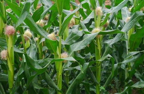 2022年全国玉米重大病虫害发生趋势预报