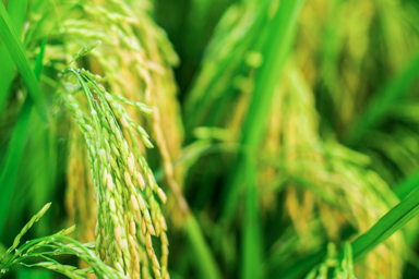 水稻绿色防控技术方案