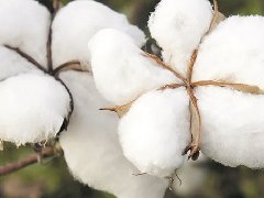 2023年棉花重大病虫害防控技术方案