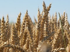 2023年小麦春季重大病虫害防控技术方案
