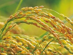 2023年水稻重大病虫害防控技术方案