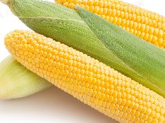 2023年玉米重大病虫害防控技术方案