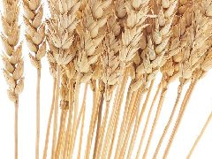 2023年小麦茎基腐病防控技术方案