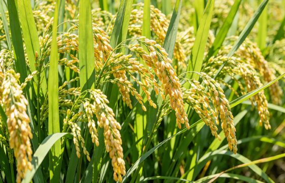 2026年全国农作物重大病虫害发生趋势预报