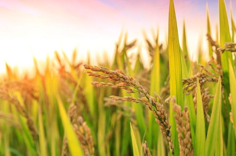 2022年全国水稻重大病虫害发生趋势预报